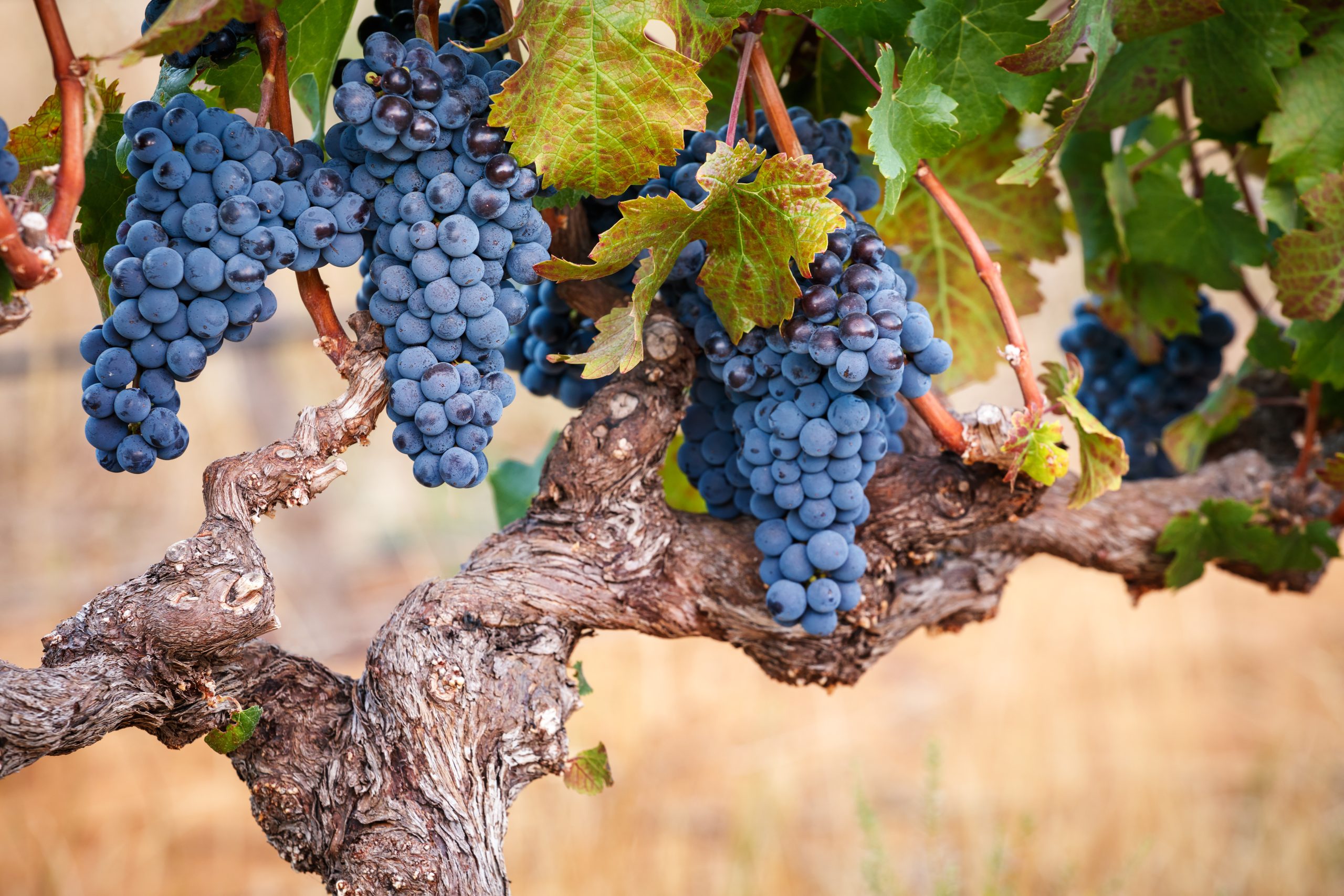 The Wines of Washington and Oregon - Image 3